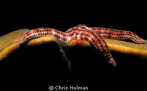 Lazy Seastar by Chris Holman 